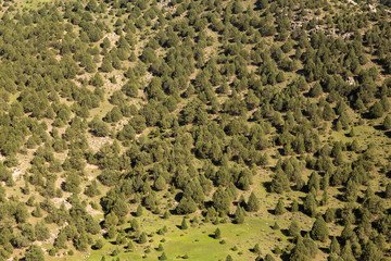Obraz premium Juniperus Forest, Hezar Masjed Mountains, Khorasan, Iran
