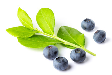 Green plant of blueberry on white