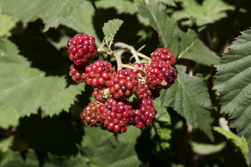 Red blackberries ripe and first fruits