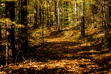 A forest trail in fall