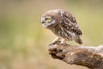 little owl (Athene noctua) sitting on a stick