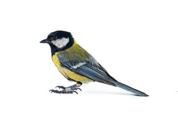 Male great tit, Parus major, isolated on white, bird. © Tatiana