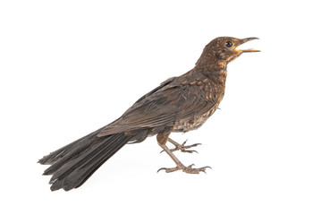 Female Eurasian Blackbird (Turdus merula) isolated on white background