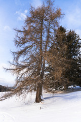 Winter in Dolomites Mountains