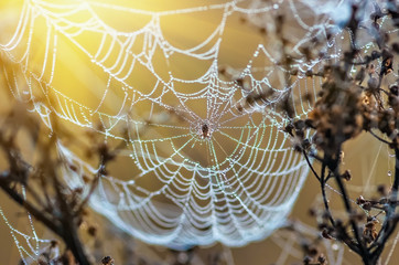 cobwebs on dry grass at foggy autumn morning
