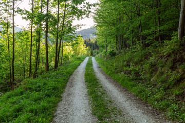 Cycling in Nature Forest on a rainy day. Road in Forest nature. Green forest road. Nature. Road. Natural environment.