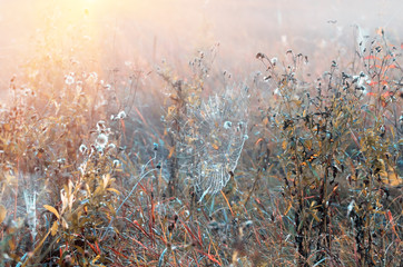 cobwebs on dry grass at foggy autumn morning