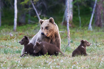 Mummy bear and her three little puppies