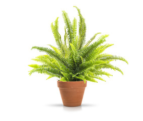 Fern in a clay pot on white background, including clipping path