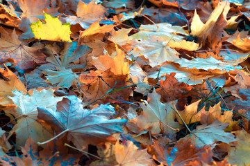 Colorful autumn leaves, autumn natural background