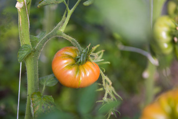 Fresh natural organic tomatoes