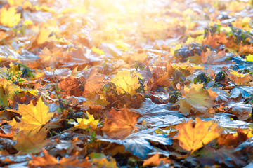 Colorful autumn leaves, autumn natural background