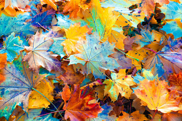 Colorful autumn leaves, autumn natural background