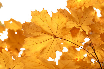 Naklejka na ściany i meble Colorful autumn leaves Isolated white background