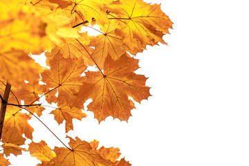 Naklejka na ściany i meble Colorful autumn leaves Isolated white background