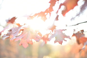 sun shining through red and orange leaves