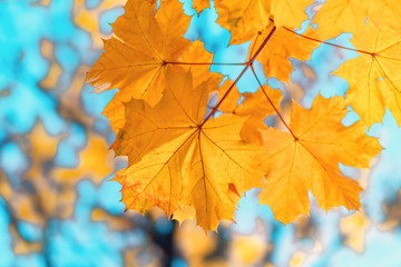 Naklejka na ściany i meble Colorful autumn leaves, autumn natural background