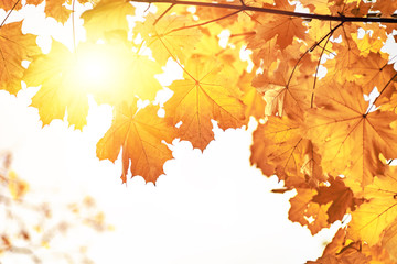Naklejka na ściany i meble Yellow maple leaves closeup, autumn background