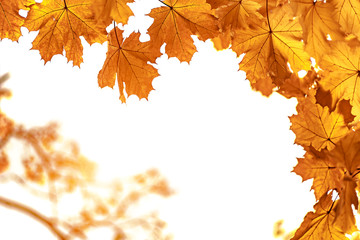 Naklejka na ściany i meble Yellow maple leaves closeup, autumn background