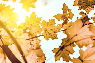 Yellow maple leaves closeup, autumn background