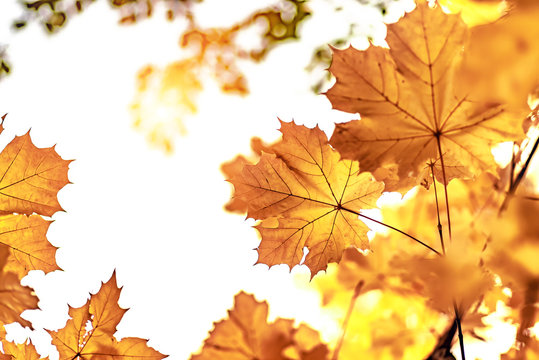 Yellow maple leaves closeup, autumn background