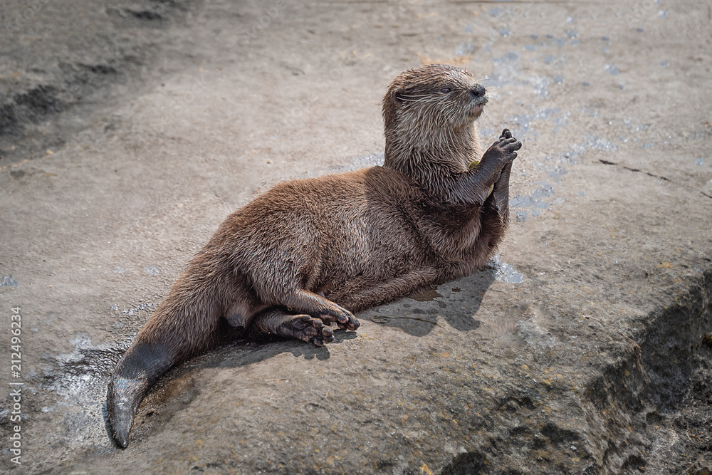 Poster an asian short-clawed otter lying in the sun with its front paws together as if it is praying
