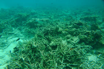 Beautiful view of dead coral reefs. Underwater world. Maldives, Indian Ocean,  Snorkeling. Beautiful nature background.