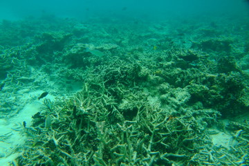 Fototapeta premium Beautiful view of dead coral reefs. Underwater world. Maldives, Indian Ocean, Snorkeling. Beautiful nature background.