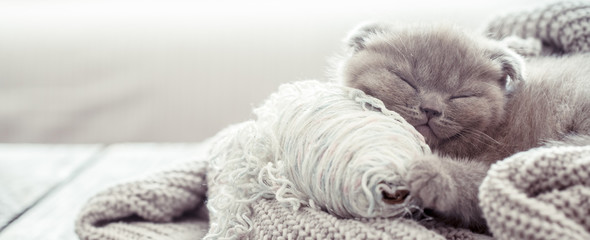 kitten sleeps on a sweater