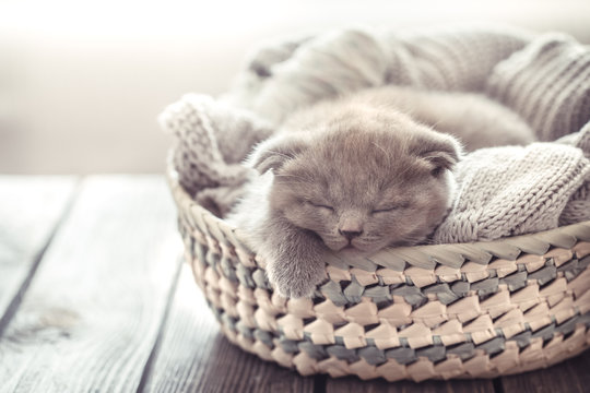 kitten in the basket