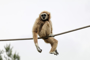 Gibbon ape 2