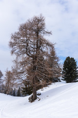 Winter landscape