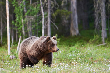 Naklejka na ściany i meble Big brown bear (Ursus arctos) in the forest