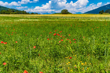 Blumenwiese mit Mohnblumen