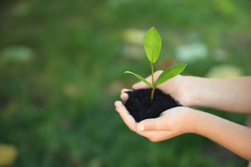 Child holding soil with green plant in hands on blurred background