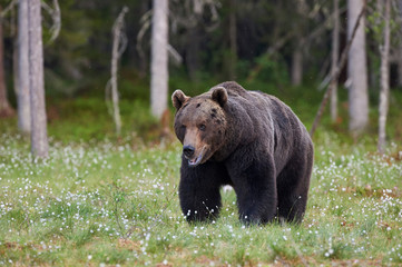 Fototapeta na wymiar Big brown bear