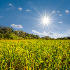 Obraz premium beautiful summer field, forest glade under a sparkle sun