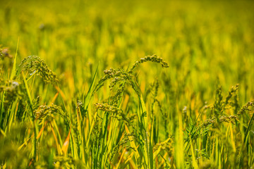closeup green rural millet field