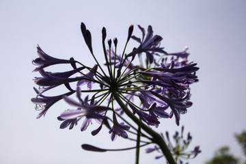 Natural purple flower