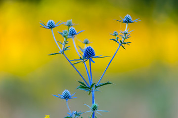 closeup blue flower in a prairie