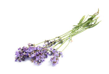 Beautiful blooming lavender flowers on white background
