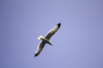 Seagull flying sky