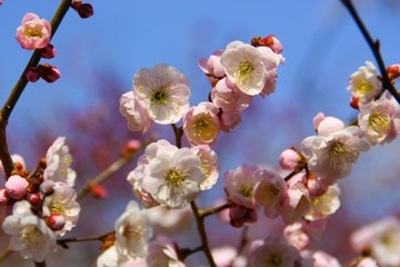 Kirschblüte Japan Sakura Hintergrund Frühling