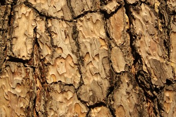 Holz Rinde Hintergrund Baum