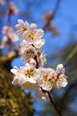 Kirschblüte Japan Nahaufnahme Apfelblüte