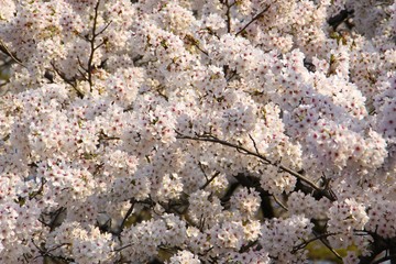 Kirschblüten Japan Bäume Frühling