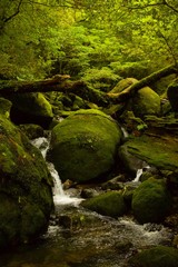 Wald geheimnisvoll Fluss Hintergrund