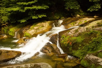Fluss Wald Natur Japan