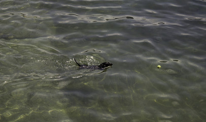 Dog swimming beach