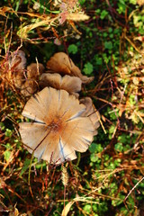Mushroom with a cracked hat hiding in the undergrowth 
